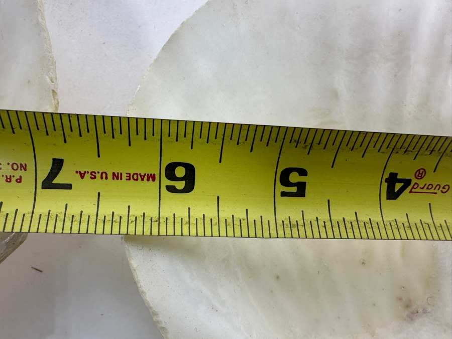 (12) Organic Seashells [Photo 5]