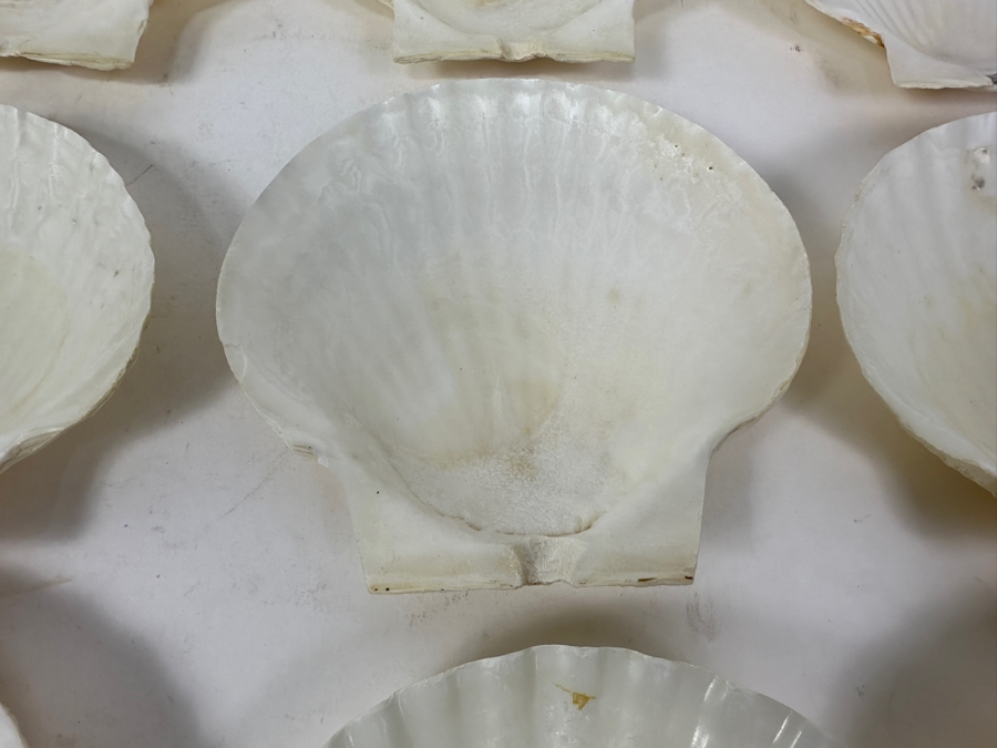 (12) Organic Seashells [Photo 2]