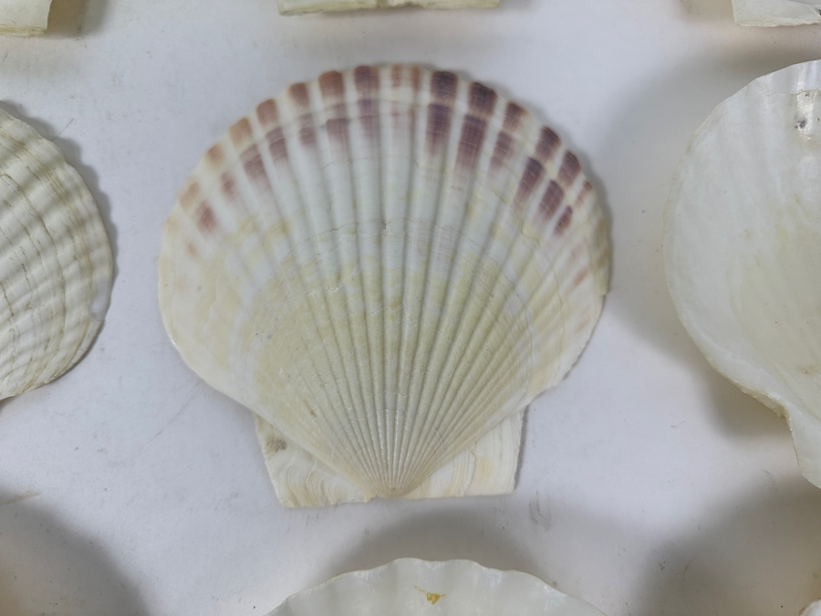 (12) Organic Seashells [Photo 4]