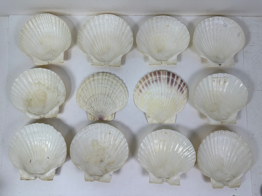 (12) Organic Seashells [Photo 3]