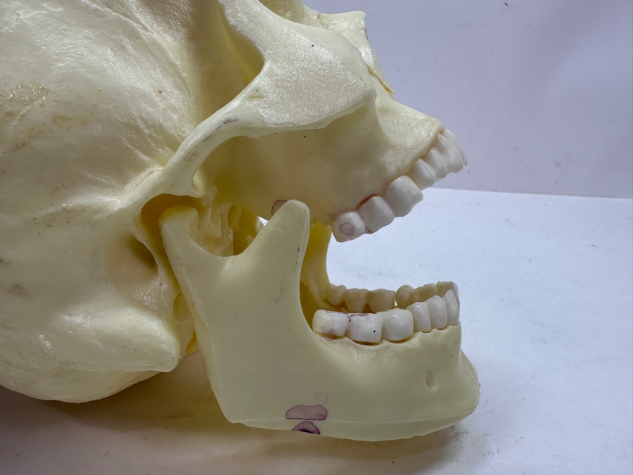 Just Added - Anatomical Human Skull Replica 6.5'H [Photo 8]