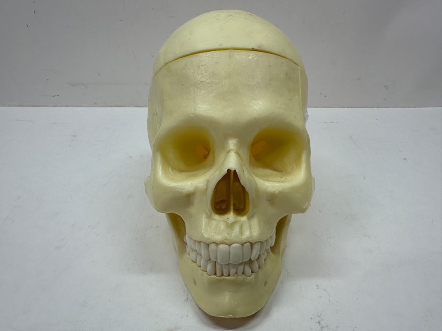 Just Added - Anatomical Human Skull Replica 6.5'H [Photo 3]