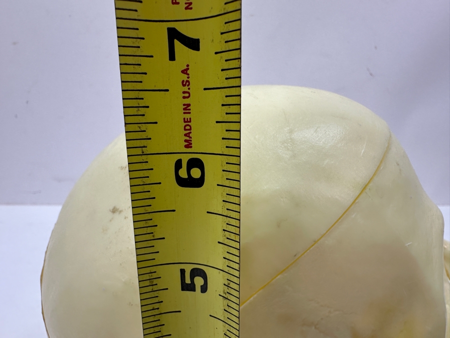 Just Added - Anatomical Human Skull Replica 6.5'H [Photo 9]