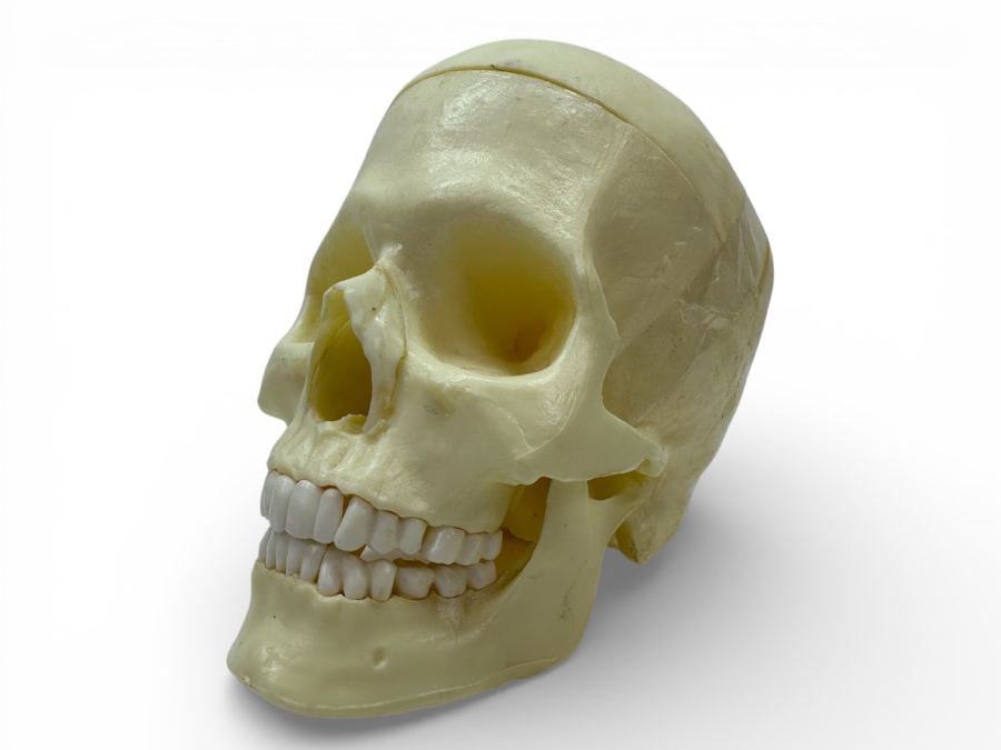 Just Added - Anatomical Human Skull Replica 6.5'H
