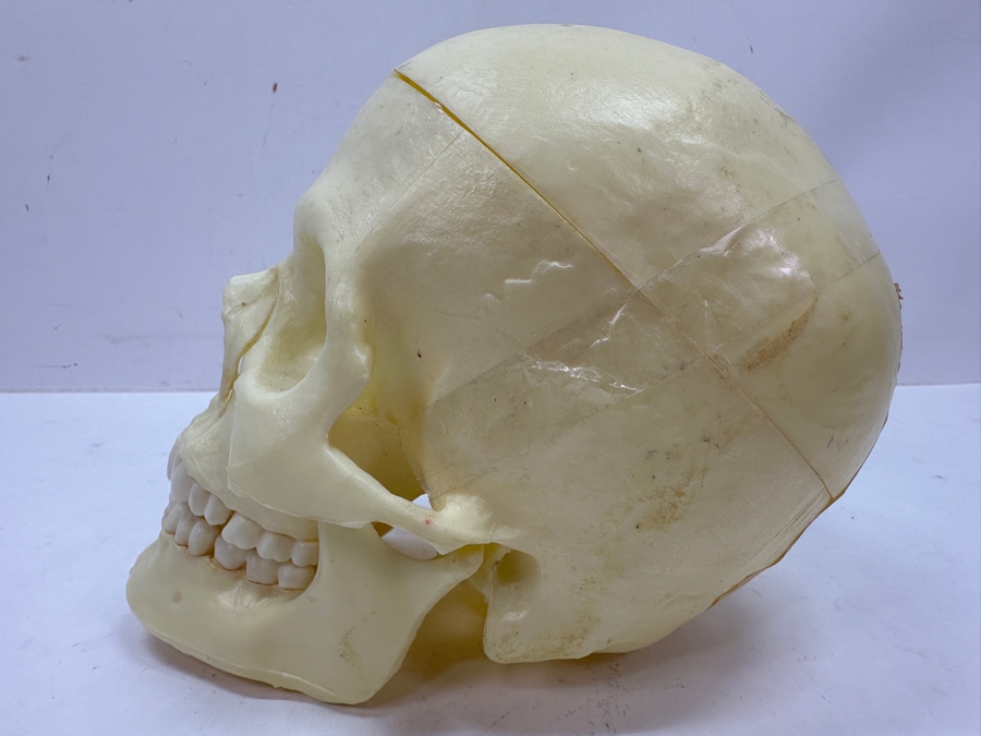 Just Added - Anatomical Human Skull Replica 6.5'H [Photo 4]