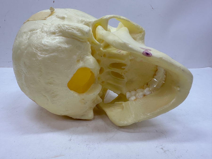 Just Added - Anatomical Human Skull Replica 6.5'H [Photo 7]