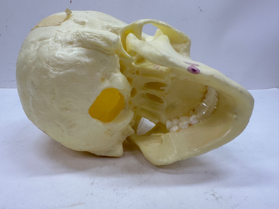 Just Added - Anatomical Human Skull Replica 6.5'H [Photo 6]