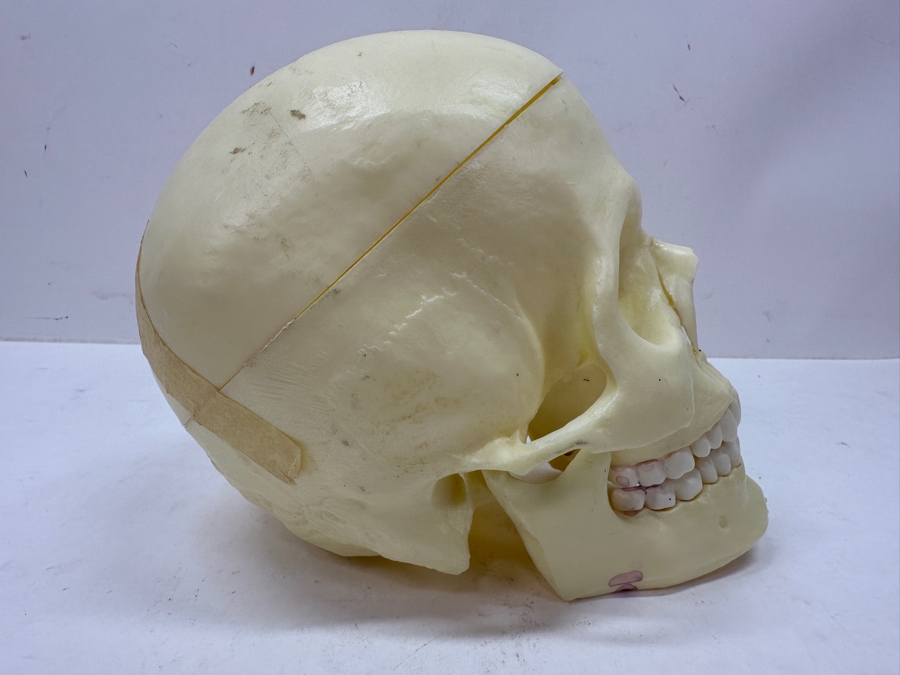 Just Added - Anatomical Human Skull Replica 6.5'H [Photo 5]