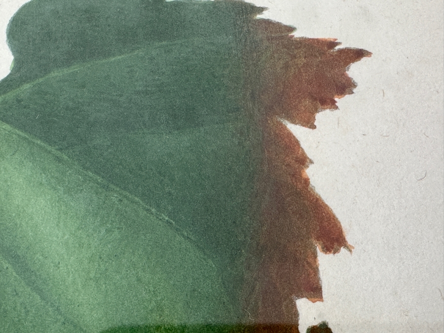 RARE Giorgio Gallesio (1772-1839, Italian Botanist) Pomona Italiana, Ossia Trattato Degli Alberi Fruttiferi (Treatise On Fruit Trees) Original Antique Hand-Colored Engraving Of Grapes From Folio Incl Text Describing Fruit Framed 13.5 X 19 RARE $600+
 [Photo 6]