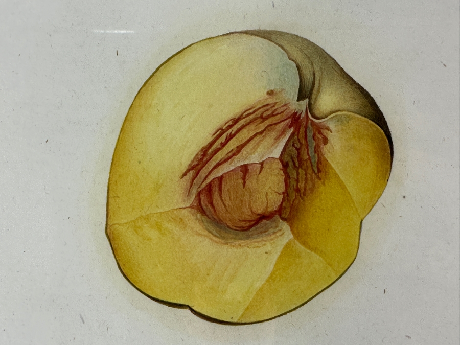 RARE Giorgio Gallesio (1772-1839, Italian Botanist) Pomona Italiana, Ossia Trattato Degli Alberi Fruttiferi (Treatise On Fruit Trees) Original Antique Hand-Colored Engraving Of Peaches From Folio Framed 13.5 X 19 RARE $600+ [Photo 5]