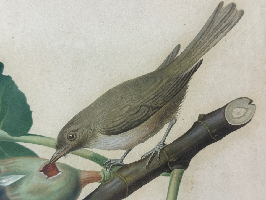 RARE Giorgio Gallesio (1772-1839, Italian Botanist) Pomona Italiana, Ossia Trattato Degli Alberi Fruttiferi (Treatise On Fruit Trees) Original Antique Hand-Colored Engraving Of Bird Eating Fig Fruit From Folio With Text Framed 13.5 X 19 RARE $600+ [Photo 5]