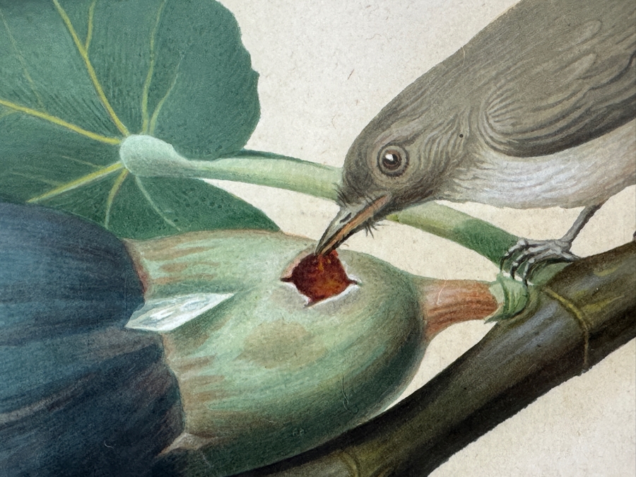 RARE Giorgio Gallesio (1772-1839, Italian Botanist) Pomona Italiana, Ossia Trattato Degli Alberi Fruttiferi (Treatise On Fruit Trees) Original Antique Hand-Colored Engraving Of Bird Eating Fig Fruit From Folio With Text Framed 13.5 X 19 RARE $600+ [Photo 2]