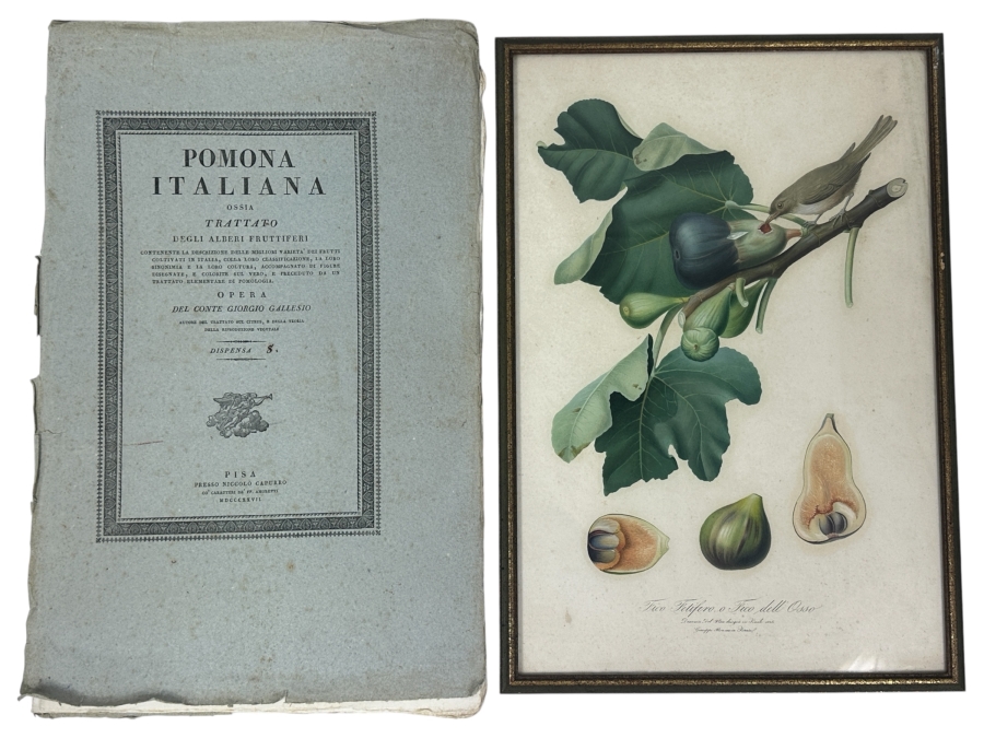 RARE Giorgio Gallesio (1772-1839, Italian Botanist) Pomona Italiana, Ossia Trattato Degli Alberi Fruttiferi (Treatise On Fruit Trees) Original Antique Hand-Colored Engraving Of Bird Eating Fig Fruit From Folio With Text Framed 13.5 X 19 RARE $600+ [Photo 3]