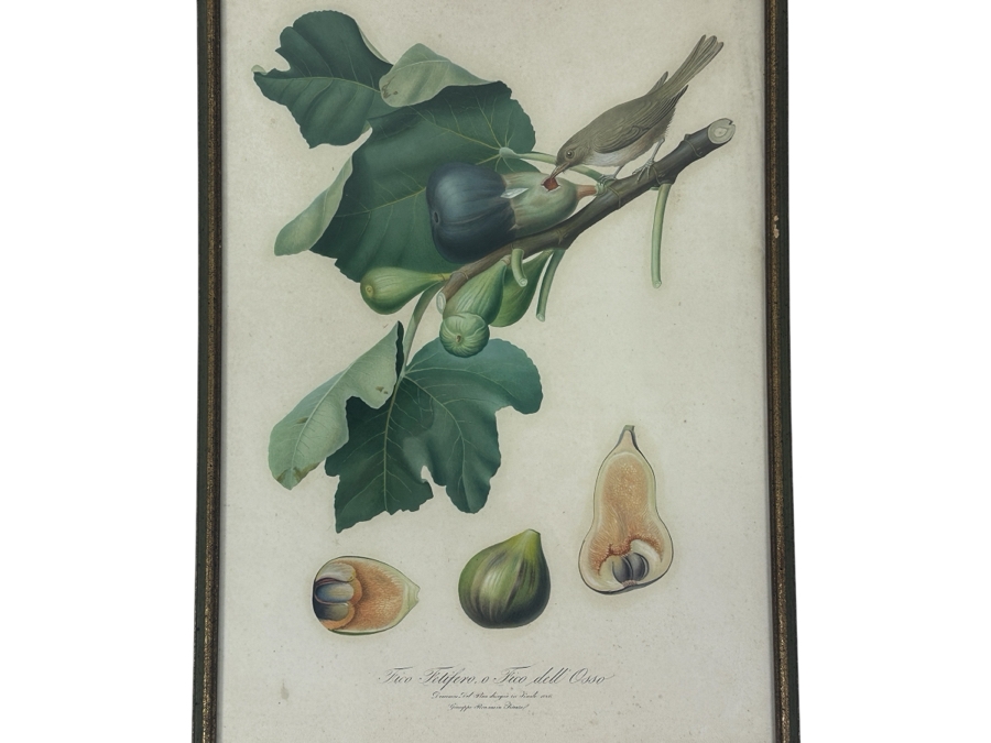 RARE Giorgio Gallesio (1772-1839, Italian Botanist) Pomona Italiana, Ossia Trattato Degli Alberi Fruttiferi (Treatise On Fruit Trees) Original Antique Hand-Colored Engraving Of Bird Eating Fig Fruit From Folio With Text Framed 13.5 X 19 RARE $600+