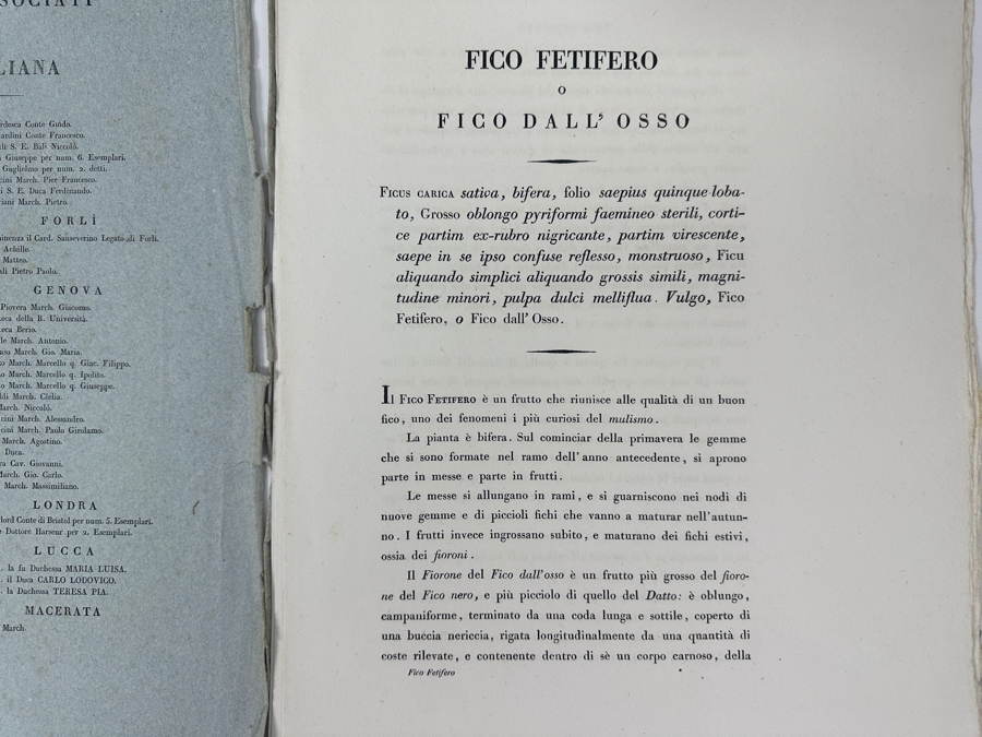 RARE Giorgio Gallesio (1772-1839, Italian Botanist) Pomona Italiana, Ossia Trattato Degli Alberi Fruttiferi (Treatise On Fruit Trees) Original Antique Hand-Colored Engraving Of Bird Eating Fig Fruit From Folio With Text Framed 13.5 X 19 RARE $600+ [Photo 16]