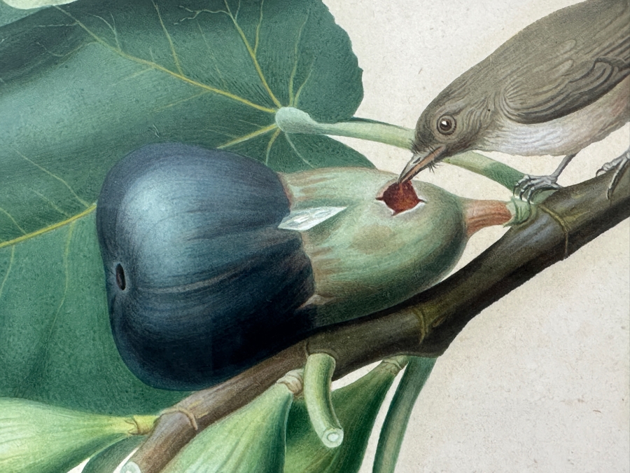 RARE Giorgio Gallesio (1772-1839, Italian Botanist) Pomona Italiana, Ossia Trattato Degli Alberi Fruttiferi (Treatise On Fruit Trees) Original Antique Hand-Colored Engraving Of Bird Eating Fig Fruit From Folio With Text Framed 13.5 X 19 RARE $600+ [Photo 6]