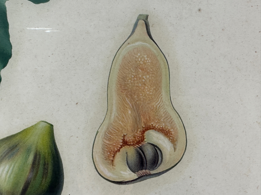 RARE Giorgio Gallesio (1772-1839, Italian Botanist) Pomona Italiana, Ossia Trattato Degli Alberi Fruttiferi (Treatise On Fruit Trees) Original Antique Hand-Colored Engraving Of Bird Eating Fig Fruit From Folio With Text Framed 13.5 X 19 RARE $600+ [Photo 7]