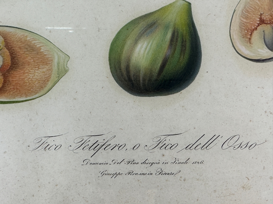 RARE Giorgio Gallesio (1772-1839, Italian Botanist) Pomona Italiana, Ossia Trattato Degli Alberi Fruttiferi (Treatise On Fruit Trees) Original Antique Hand-Colored Engraving Of Bird Eating Fig Fruit From Folio With Text Framed 13.5 X 19 RARE $600+ [Photo 11]