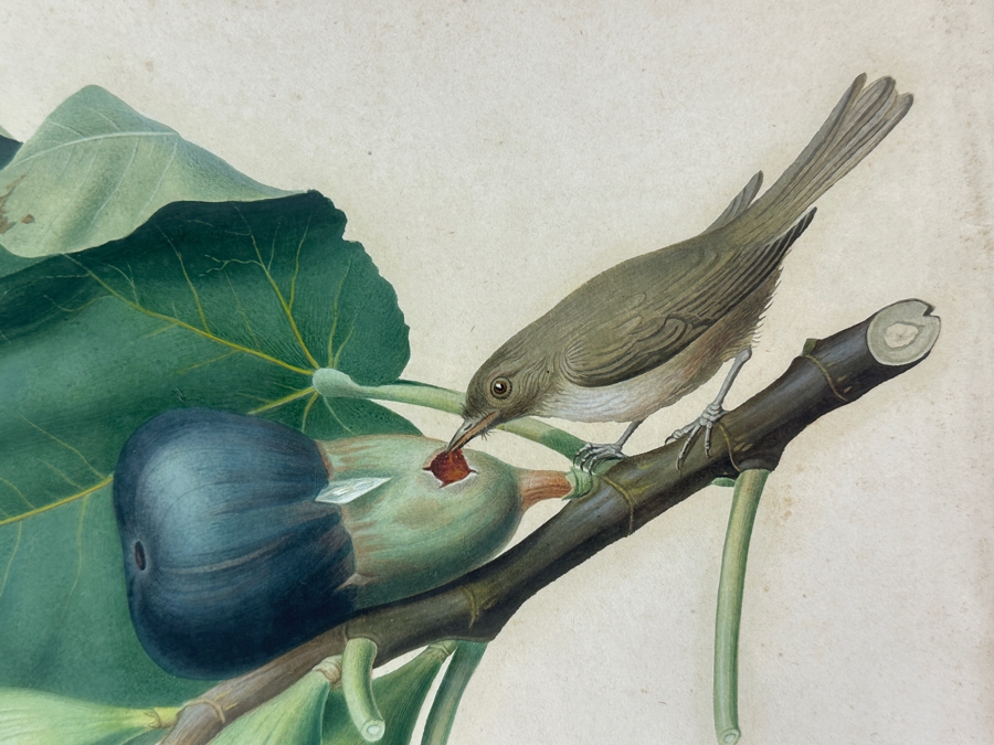 RARE Giorgio Gallesio (1772-1839, Italian Botanist) Pomona Italiana, Ossia Trattato Degli Alberi Fruttiferi (Treatise On Fruit Trees) Original Antique Hand-Colored Engraving Of Bird Eating Fig Fruit From Folio With Text Framed 13.5 X 19 RARE $600+ [Photo 4]
