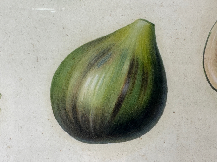 RARE Giorgio Gallesio (1772-1839, Italian Botanist) Pomona Italiana, Ossia Trattato Degli Alberi Fruttiferi (Treatise On Fruit Trees) Original Antique Hand-Colored Engraving Of Bird Eating Fig Fruit From Folio With Text Framed 13.5 X 19 RARE $600+ [Photo 9]