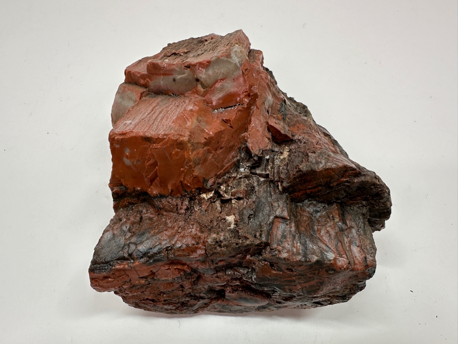 Just Added - Chunk Of Petrified Wood 7'H [Photo 6]