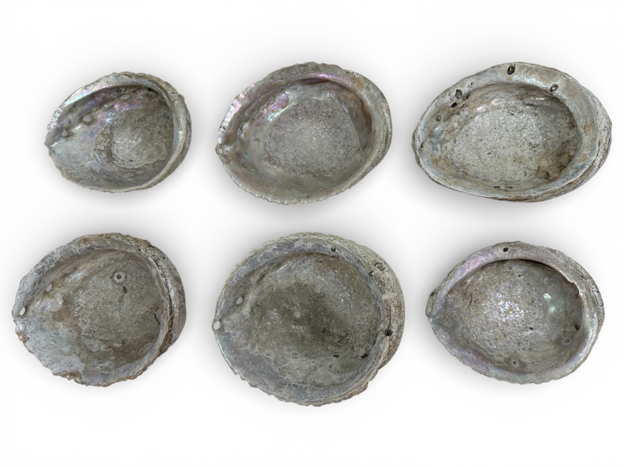 Just Added - Six Organic Abalone Seashells
