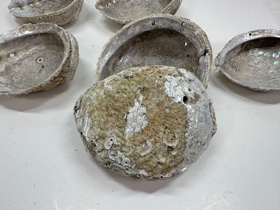 Just Added - Six Organic Abalone Seashells [Photo 5]