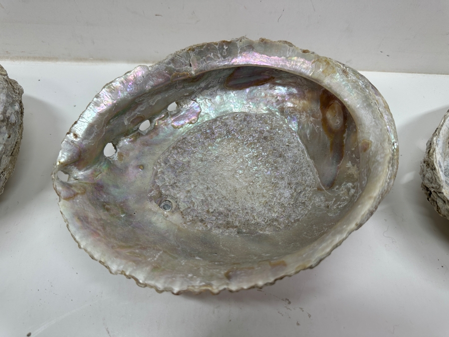 Just Added - Six Organic Abalone Seashells [Photo 2]