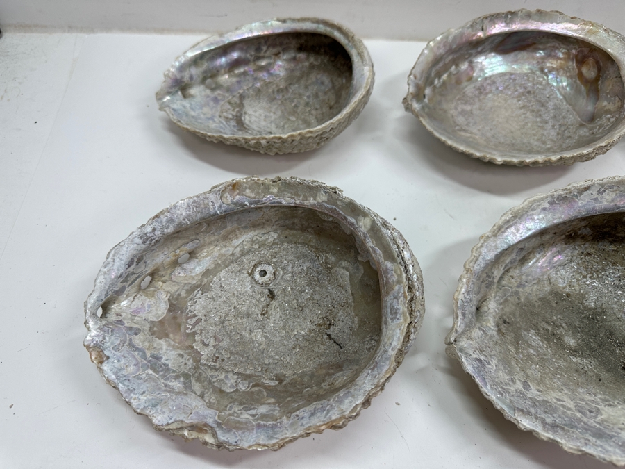 Just Added - Six Organic Abalone Seashells [Photo 3]