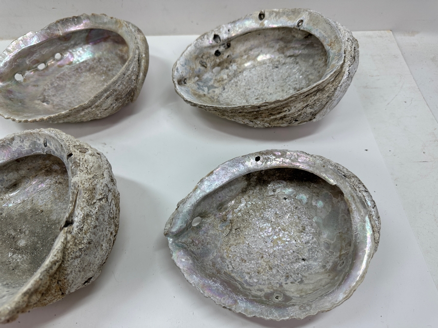 Just Added - Six Organic Abalone Seashells [Photo 4]