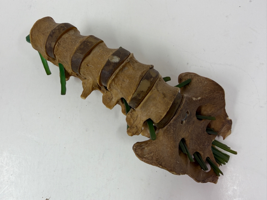 Educational Anatomical Model Of Human Lumbar Spine Vertebrae And Sacrum Featuring Intervertebral Discs And Green Tubing To Represent Spinal Nerve Roots 10'L [Photo 2]