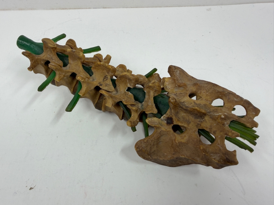 Educational Anatomical Model Of Human Lumbar Spine Vertebrae And Sacrum Featuring Intervertebral Discs And Green Tubing To Represent Spinal Nerve Roots 10'L [Photo 3]