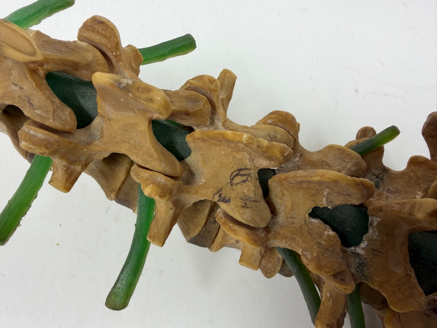 Educational Anatomical Model Of Human Lumbar Spine Vertebrae And Sacrum Featuring Intervertebral Discs And Green Tubing To Represent Spinal Nerve Roots 10'L [Photo 4]