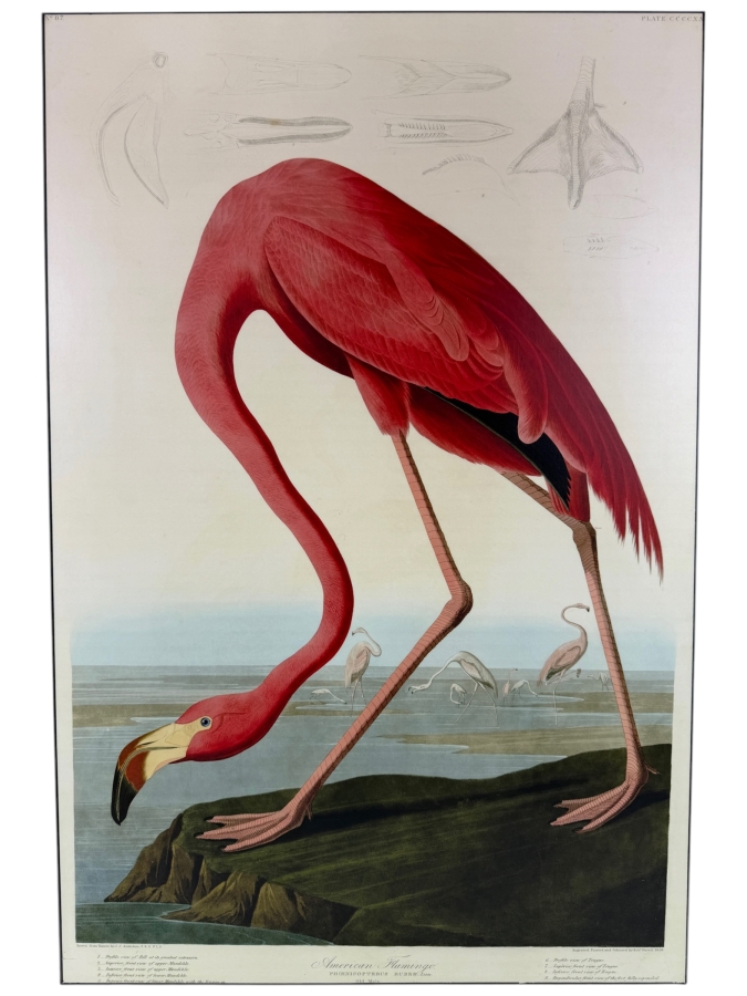 American Flamingo Phoenicopterus Old Male By John James Audubon Print On Board 19'W X 28.5'H (HA)