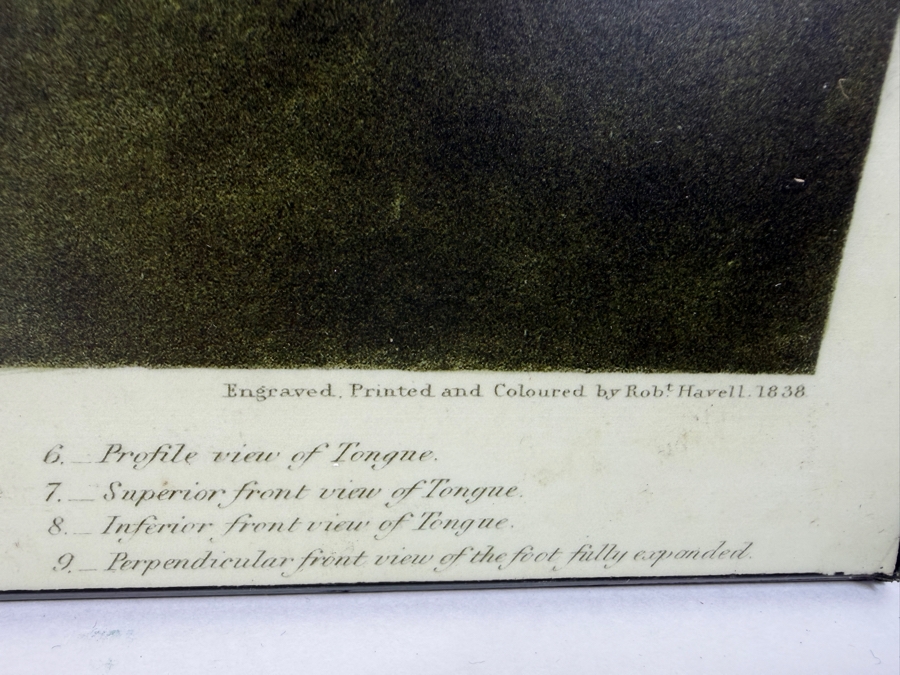 American Flamingo Phoenicopterus Old Male By John James Audubon Print On Board 19'W X 28.5'H (HA) [Photo 5]