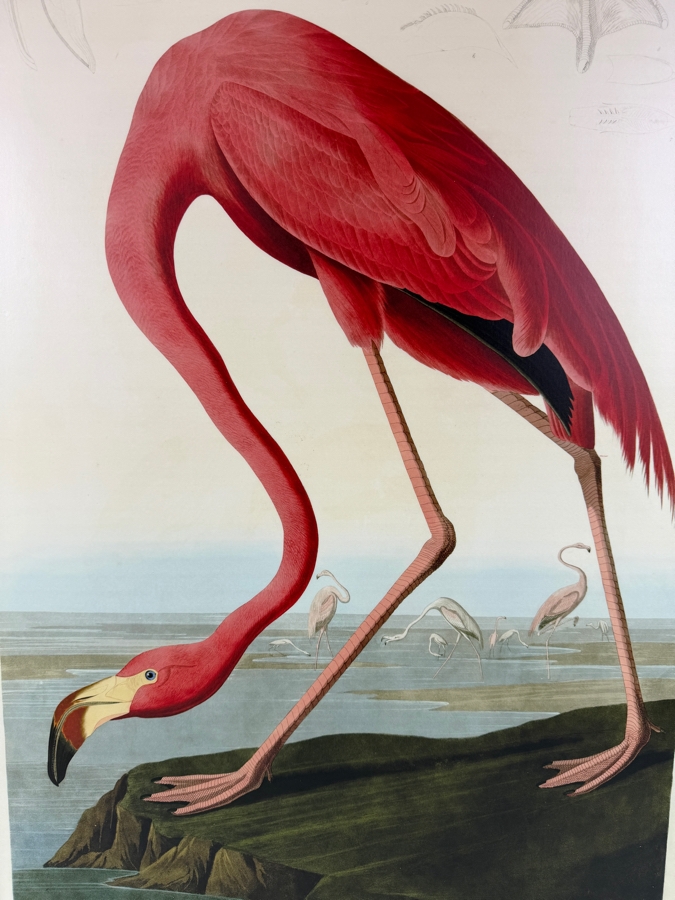 American Flamingo Phoenicopterus Old Male By John James Audubon Print On Board 19'W X 28.5'H (HA) [Photo 2]
