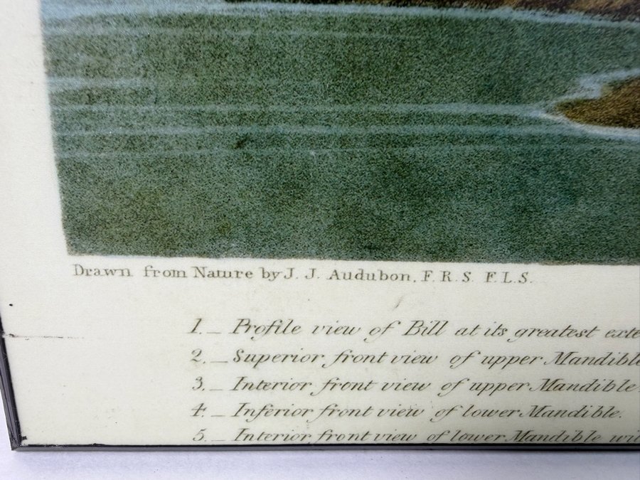 American Flamingo Phoenicopterus Old Male By John James Audubon Print On Board 19'W X 28.5'H (HA) [Photo 4]