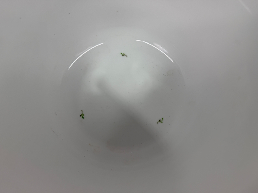 Herend Porcelain Cachepot With 24K Gold Rim 9'W X 6.75'H (RSF) [Photo 9]