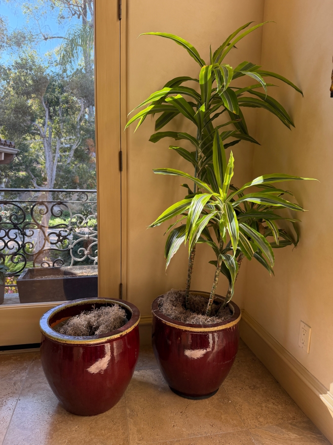 Pair Of Glazed Planter Pots 16W X 15H (One With An Artificial Plant 64'H)