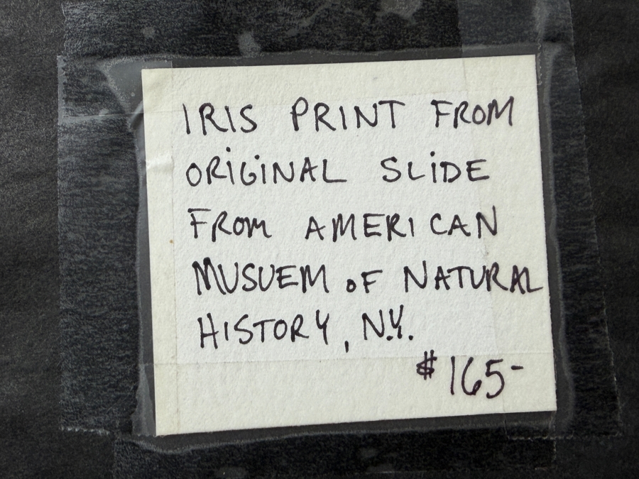 Iris Print From Original Slide From The American Museum Of Natural History In NY,NY 13 X 13 Framed 25 X 26 [Photo 10]