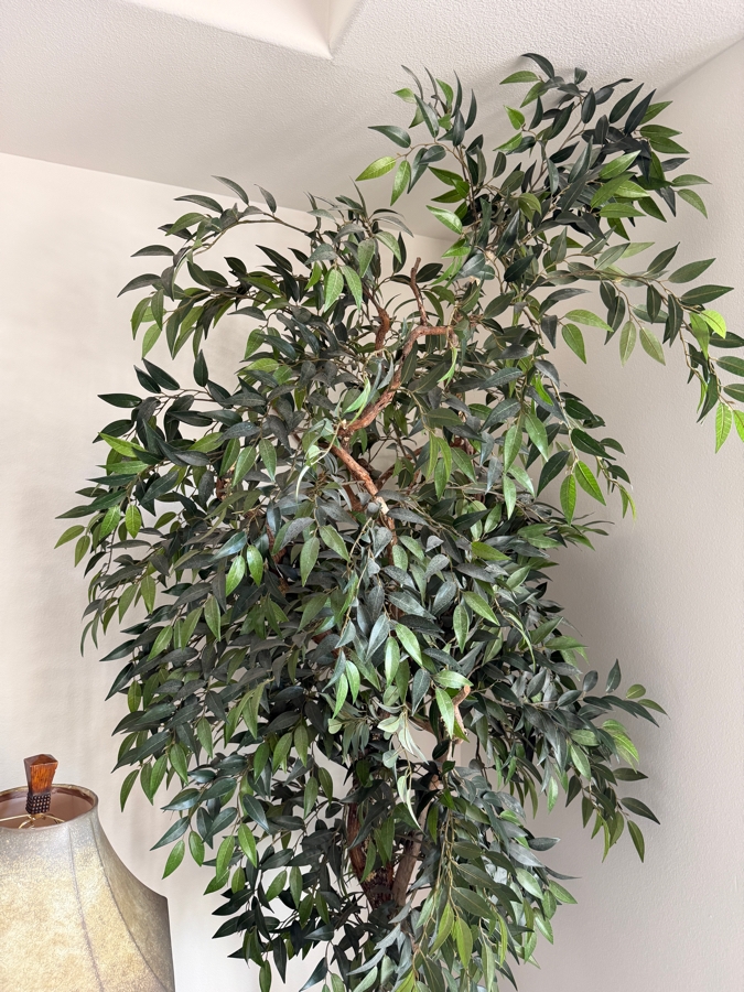 Large Artificial Ficus Benjamina Weeping Fig Tree With Lifelike Natural Wood Trunk In Rustic Aged Mediterranean Terracotta Urn With Moss Finishing Pot: 20'H Plant: 101'H [Photo 5]
