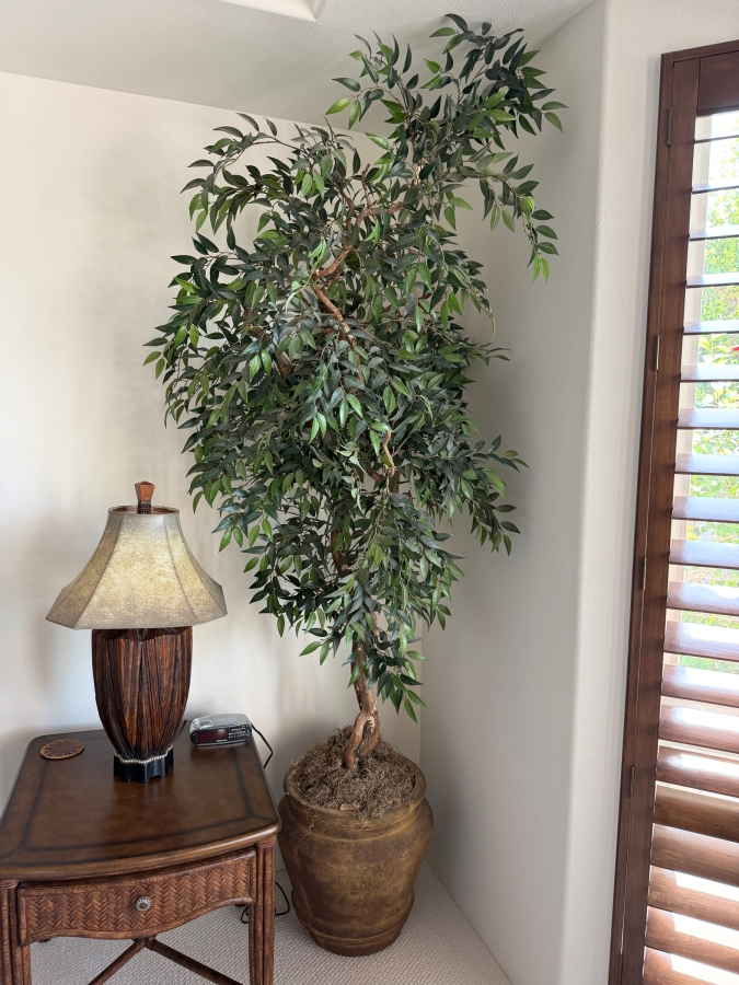 Large Artificial Ficus Benjamina Weeping Fig Tree With Lifelike Natural Wood Trunk In Rustic Aged Mediterranean Terracotta Urn With Moss Finishing Pot: 20'H Plant: 101'H