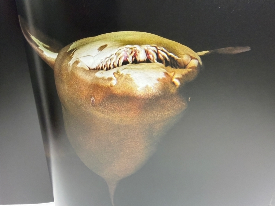 Just Added - Hardcover Book Sea By Mark Laita [Photo 5]