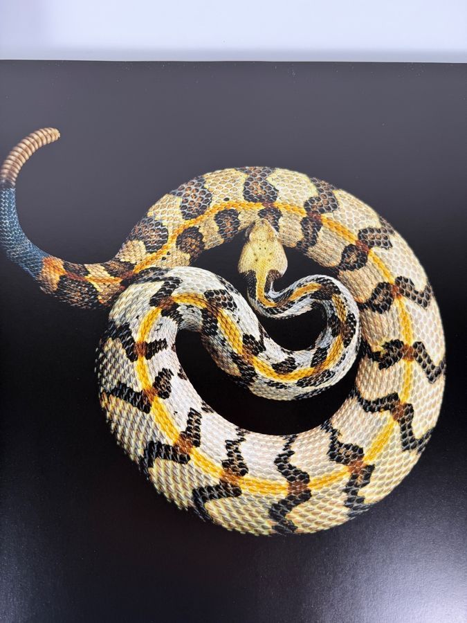 Just Added - Hardcover Book Serpentine By Mark Laita [Photo 5]