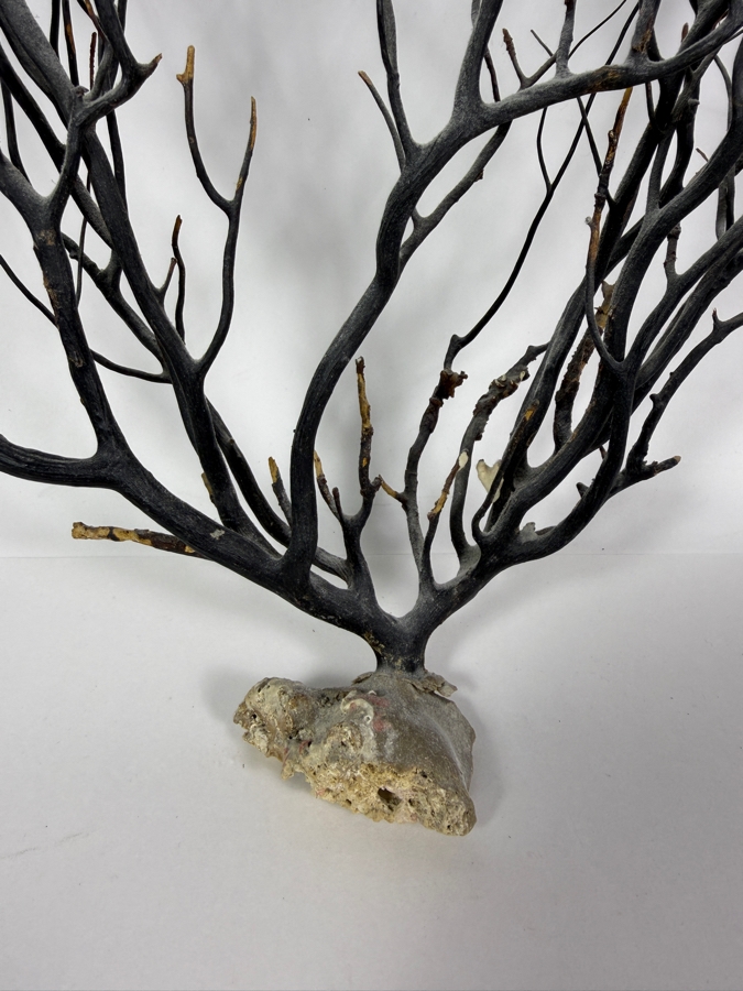 Vintage Natural Black Sea Whip Tree Coral Gorgonian Branch Specimen Decor Pair, 15' - 20'H [Photo 4]