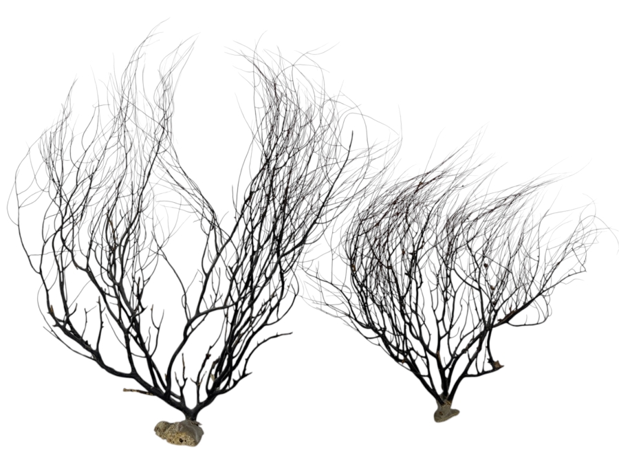 Vintage Natural Black Sea Whip Tree Coral Gorgonian Branch Specimen Decor Pair, 15' - 20'H