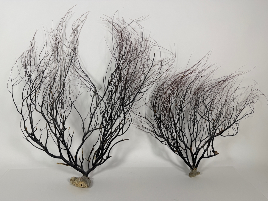 Vintage Natural Black Sea Whip Tree Coral Gorgonian Branch Specimen Decor Pair, 15' - 20'H [Photo 2]