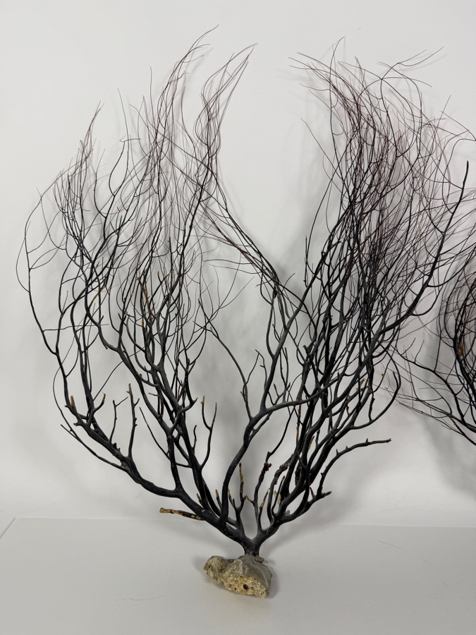 Vintage Natural Black Sea Whip Tree Coral Gorgonian Branch Specimen Decor Pair, 15' - 20'H [Photo 3]