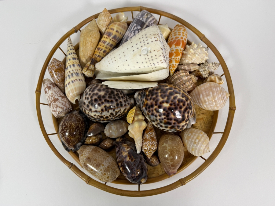 Vintage Hawaiian Organic Seashell Mix In Woven Bamboo Basket, 13'W [Photo 2]