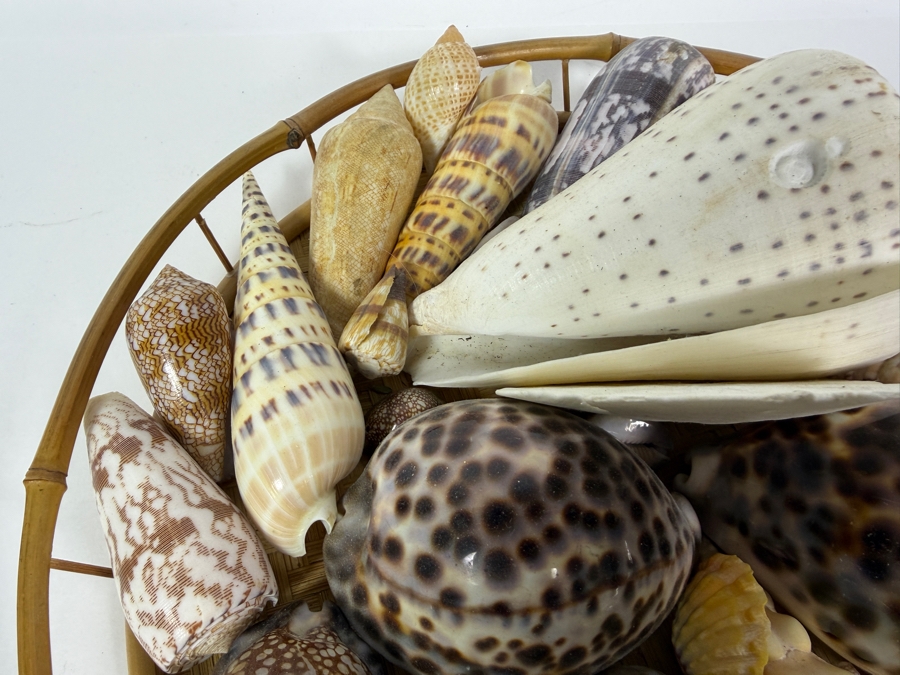 Vintage Hawaiian Organic Seashell Mix In Woven Bamboo Basket, 13'W [Photo 4]
